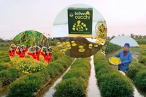 Đổi mới mô hình trồng hoa cúc chi giúp nhiều nông dân Hải Phòng thoát nghèo 