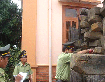 Kiểm lâm xử lý tịch thu gỗ lậu. Ảnh: Đ.L/ Dân trí.