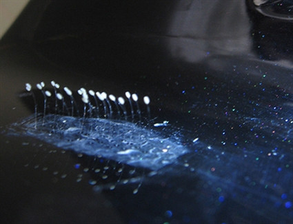 25 bông hoa ưu đàm mọc ở yếm xe. 25 bông hoa ưu đàm mọc ở yếm xe.