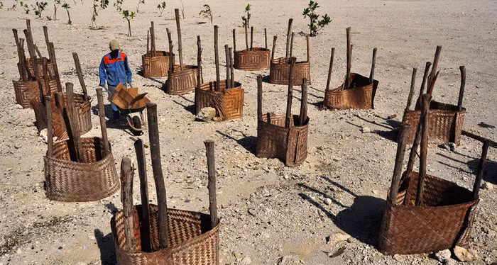 "Vườn ươm cây bàng vuông"