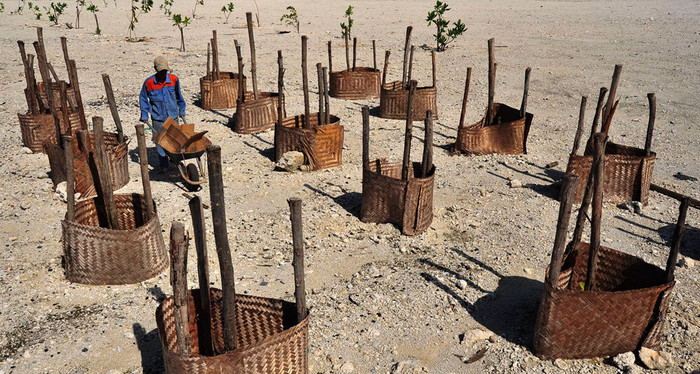 "Vườn ươm cây bàng vuông" "Vườn ươm cây bàng vuông"