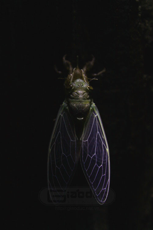 Với đôi cánh đã đủ dài và đủ cứng cáp, ve sầu có thể bay lên những cành cây xanh tán hút nhựa và râm ran.