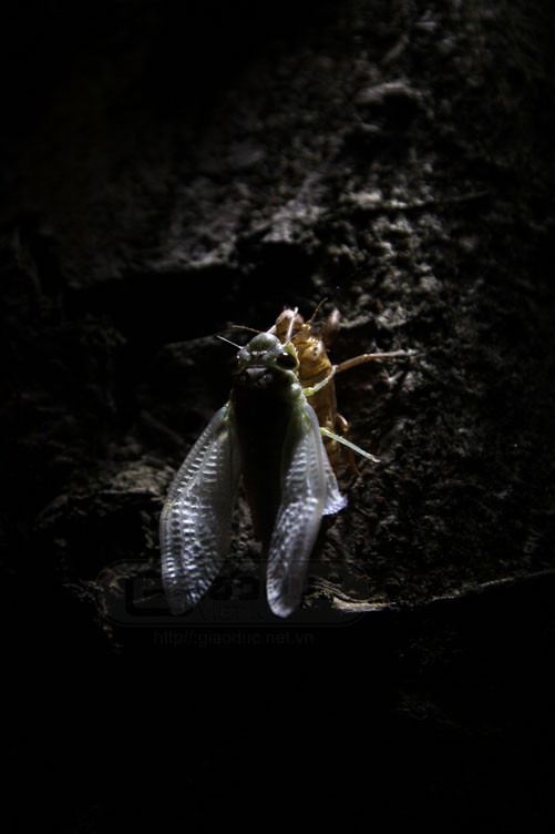 Sau khi thoát toàn thân ra khỏi lớp xác, cánh của ve sẽ dài dần ra. Chúng sẽ bám ở đây và đợi cho cánh của chúng thực sự cứng để có thể bay được.