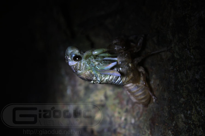 Khi những con ấu trùng ve rời khỏi hang và leo lên những thân cây ở góc tối, chúng bắt đầu "hành trình thoát xác".