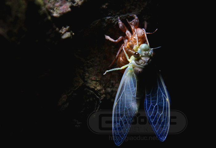 Sau quá trình thoát ra khỏi lớp vỏ xác, ve sầu dần trở nên cứng cáp và màu sắc trên cơ thể chúng thay đổi dần.