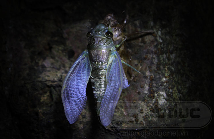 Ve sầu thường chọn những gốc cây xà cừ, những cây có nhiều nhựa để thoát xác.