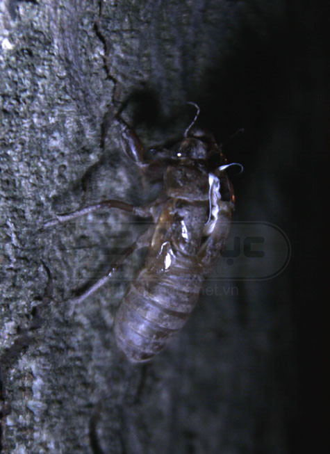 Chúng để lại những chiếc vỏ sáp bám lại trên những gốc cây xù xì.