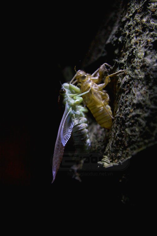 Những con ve cái sẽ có hai chiếc mai nằm dưới lớp cánh, chính điều này tạo cho những con ve cái có thể kêu to hơn như ta thường thấy.