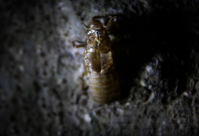 Vỏ sáp của ve sầu sau khi thoát xác được dùng trong Đông y để chữa các bệnh có tính hàn.