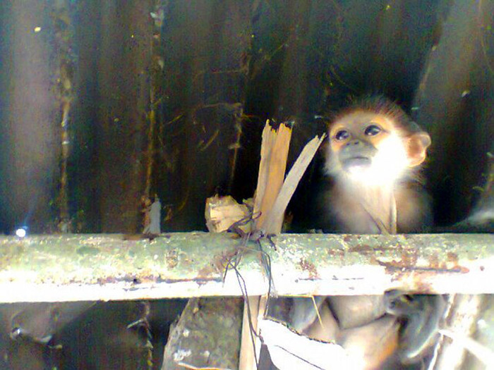 Chú khỉ bị trói chặt trên gác lán với ánh mắt sợ hãi, nó như biết trước điều gì sẽ xảy đến với mình.