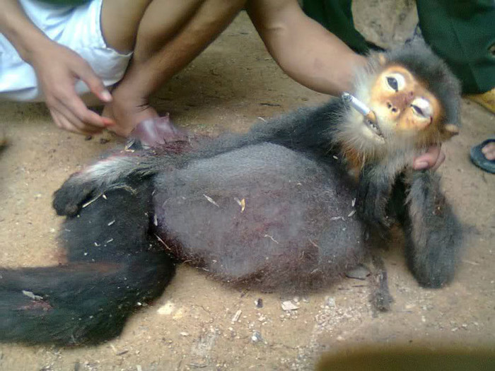 Nhiều độc giả đã phẫn nộ trước việc nhóm thanh niên cố tình "tạo dáng" cho khỉ để chụp ảnh sau khi con khỉ đã chết.