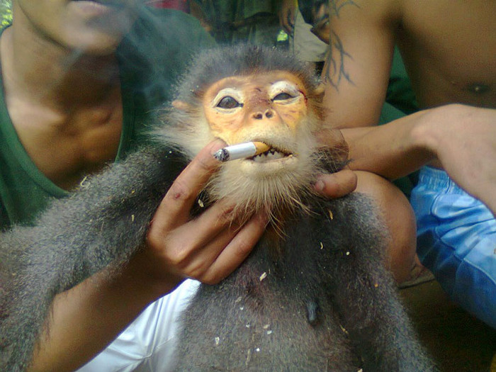 Còn con khỉ đang mang thai thì bị đám thanh niên này bắt hút thuốc để làm "mẫu" chụp ảnh.