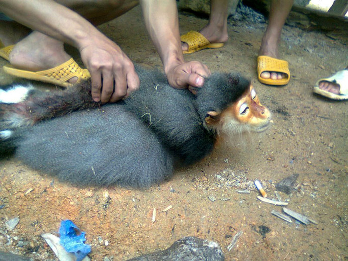 Sau đó, con khỉ bị đám thanh niên lôi xuống đất, trói chặt các chi lại đằng sau để bắt đầu việc hành hạ.