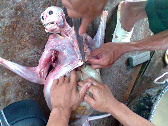 Đáng nói hơn nữa, một trong hai con voọc bị giết hại này đang mang thai.