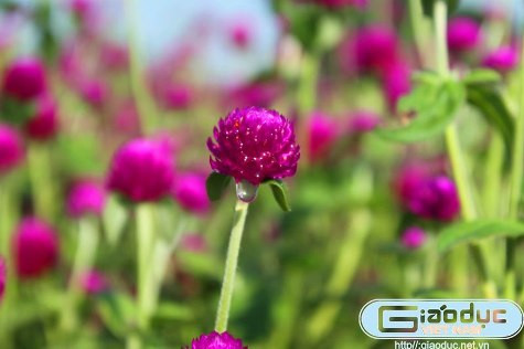 Hoa Bách nhật trong sương xớm. Hoa Bách nhật trong sương xớm.