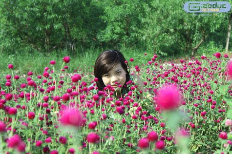 Thỏa sức tạo dáng giữa bạt ngàn sắc tím của Bách nhật. Thỏa sức tạo dáng giữa bạt ngàn sắc tím của Bách nhật.