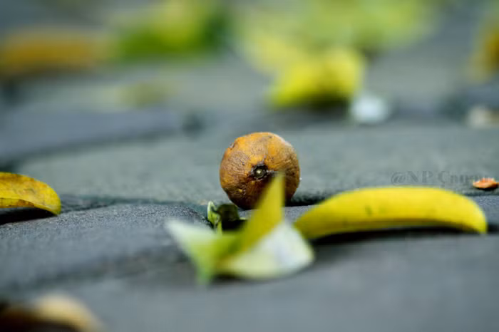 Lúc những trái sấu bắt đầu chín vàng và rụng xuống cũng là lúc lá vàng trút xuống.