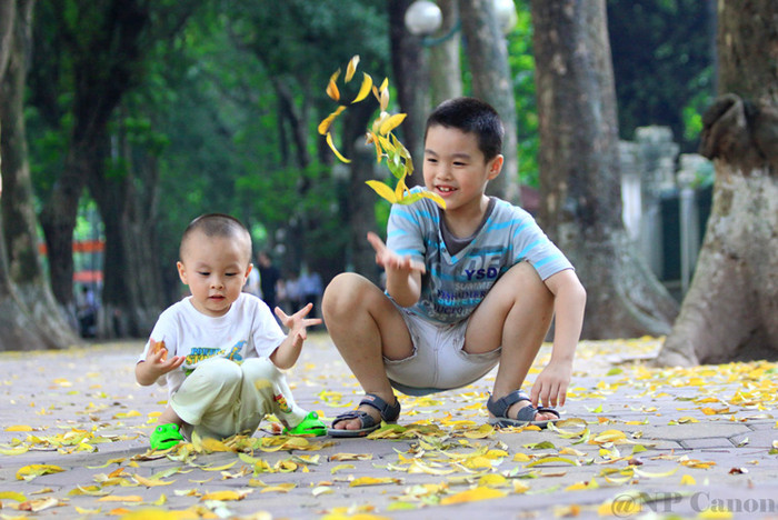 Hà Nội bắt đầu vào mùa sấu trút lá vàng. Hà Nội bắt đầu vào mùa sấu trút lá vàng.