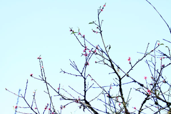 Việc đào ở đây ra hoa trái vụ bất thường cho thấy thời tiết năm nay ấm hơn. Việc đào ở đây ra hoa trái vụ bất thường cho thấy thời tiết năm nay ấm hơn.