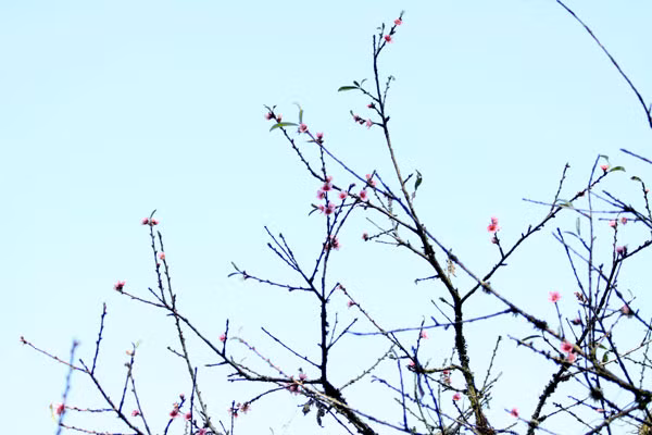 Việc đào ở đây ra hoa trái vụ bất thường cho thấy thời tiết năm nay ấm hơn.