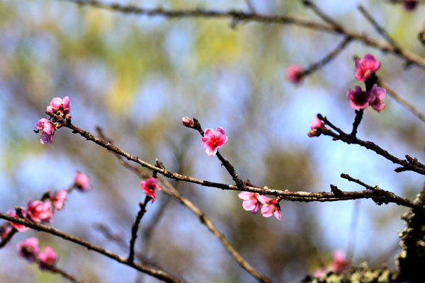Những cánh hoa đào thắm khoe sắc rực rỡ trong cái nắng sớm của những ngày đầu đông. Những cánh hoa đào thắm khoe sắc rực rỡ trong cái nắng sớm của những ngày đầu đông.