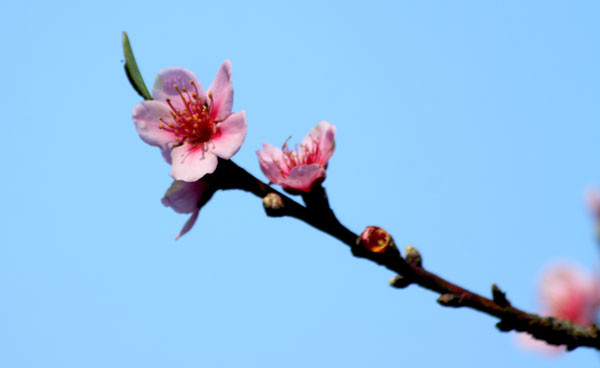 Nhiều người cho rằng đây là hiện tượng báo hiệu khí hậu thời tiết đông xuân 2011 - 2012 sẽ có những nét dị thường Nhiều người cho rằng đây là hiện tượng báo hiệu khí hậu thời tiết đông xuân 2011 - 2012 sẽ có những nét dị thường