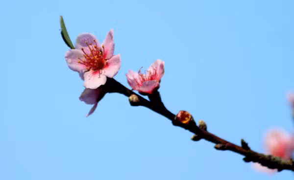 Nhiều người cho rằng đây là hiện tượng báo hiệu khí hậu thời tiết đông xuân 2011 - 2012 sẽ có những nét dị thường