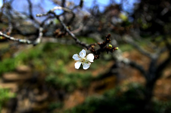 Những cây đào trắng ở đây cũng bắt đầu xòe cánh khoe sắc. Những cây đào trắng ở đây cũng bắt đầu xòe cánh khoe sắc.
