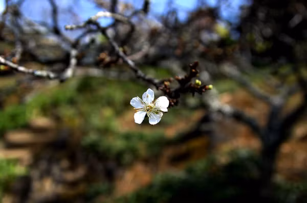 Những cây đào trắng ở đây cũng bắt đầu xòe cánh khoe sắc.