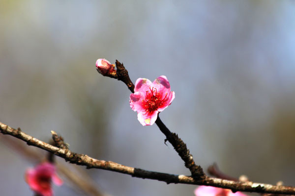 Khoảng 10 ngày trở lại đây, đào tại Sa Pa (Lào Cai) đã nở hoa rực rỡ, khoe sắc trong cái nắng đầu đông. Khoảng 10 ngày trở lại đây, đào tại Sa Pa (Lào Cai) đã nở hoa rực rỡ, khoe sắc trong cái nắng đầu đông.
