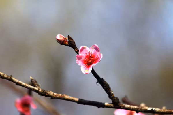 Khoảng 10 ngày trở lại đây, đào tại Sa Pa (Lào Cai) đã nở hoa rực rỡ, khoe sắc trong cái nắng đầu đông.