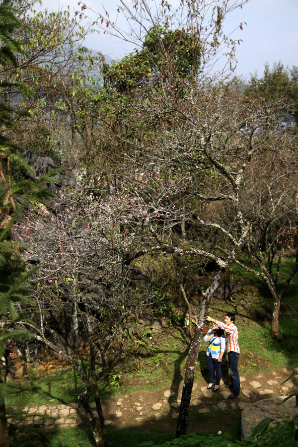 Đào nở sớm tại khu du lịch Sa Pa đã thu hút sự chú ý của đông đảo du khách. Đào nở sớm tại khu du lịch Sa Pa đã thu hút sự chú ý của đông đảo du khách.
