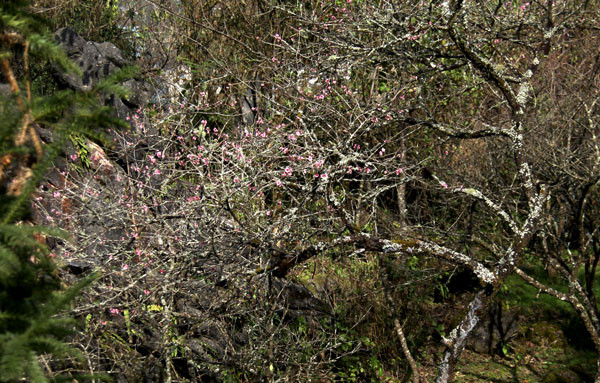 Hoa đào nở trái vụ cũng thường không đậu quả nên sẽ gây ra thất thu cho người trồng đào. Hoa đào nở trái vụ cũng thường không đậu quả nên sẽ gây ra thất thu cho người trồng đào.