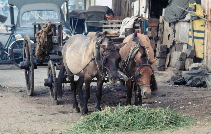 Giờ nghỉ của những chú ngựa kéo xe. XEM THÊM =>> Hình ảnh Việt Nam CHÙM ẢNH: TRƯỜNG SA - MỘT PHẦN CỦA TỔ QUỐC CHÙM ẢNH: BỘ ẢNH CỰC HIẾM TOÀN CẢNH TRƯỜNG SA TỪ TRỰC THĂNG AI CHƯA ĐẾN TRƯỜNG SA, CẦN XEM 31 TẤM HÌNH NÀY CÔNG BỐ NHỮNG HÌNH ẢNH "KHÔNG THỂ KÌM NỔI" VỀ TRƯỜNG SA Giờ nghỉ của những chú ngựa kéo xe. XEM THÊM =>> Hình ảnh Việt Nam CHÙM ẢNH: TRƯỜNG SA - MỘT PHẦN CỦA TỔ QUỐC CHÙM ẢNH: BỘ ẢNH CỰC HIẾM TOÀN CẢNH TRƯỜNG SA TỪ TRỰC THĂNG AI CHƯA ĐẾN TRƯỜNG SA, CẦN XEM 31 TẤM HÌNH NÀY CÔNG BỐ NHỮNG HÌNH ẢNH "KHÔNG THỂ KÌM NỔI" VỀ TRƯỜNG SA