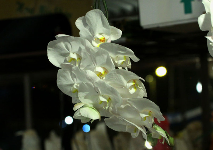 Những cành hoa phong lan Những cành hoa phong lan