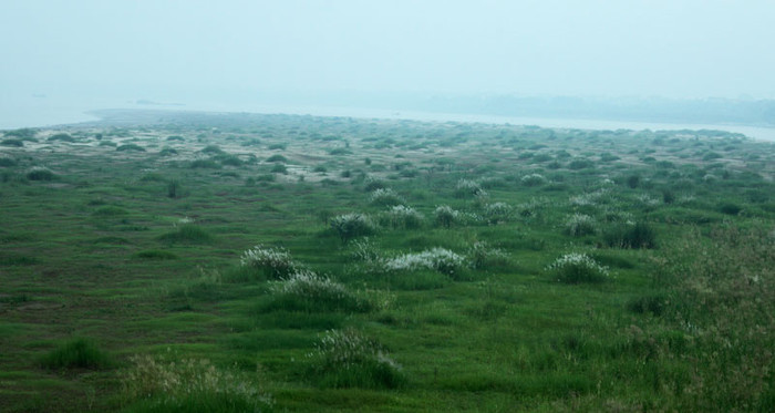 Những bông hoa cỏ lau ẩn mình trong làn sương sớm. Những bông hoa cỏ lau ẩn mình trong làn sương sớm.