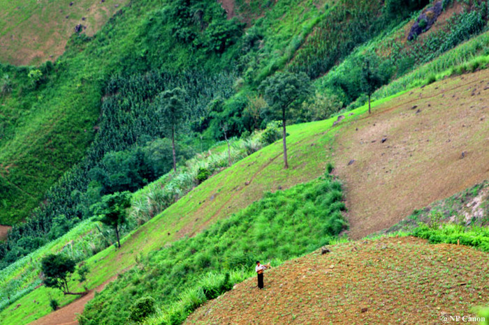 Một người Dao đang bón phân cho thửa ruộng ngô tại Kim Bon (Phù Yên - Sơn La).