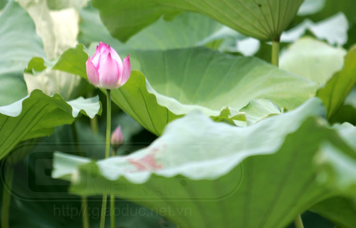 "Chỉ duy nhất loài sen mới hội tụ đầy đủ trong mình ý nghĩa triết học - nhân sinh cao quý, là ý nghĩa về âm dương ngũ hành và sức vươn dậy của một ý chí sống mãnh liệt như dân tộc Việt." (trích Tuần VN) Xem thêm Hình ảnh Việt Nam "Chỉ duy nhất loài sen mới hội tụ đầy đủ trong mình ý nghĩa triết học - nhân sinh cao quý, là ý nghĩa về âm dương ngũ hành và sức vươn dậy của một ý chí sống mãnh liệt như dân tộc Việt." (trích Tuần VN) Xem thêm Hình ảnh Việt Nam