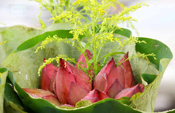 Sớm tinh mơ, sen lại cùng những giọt sương mai đi khắp các ngõ phố chốn kinh thành ngàn năm văn hiến. Xem thêm Hình ảnh Việt Nam Sớm tinh mơ, sen lại cùng những giọt sương mai đi khắp các ngõ phố chốn kinh thành ngàn năm văn hiến. Xem thêm Hình ảnh Việt Nam