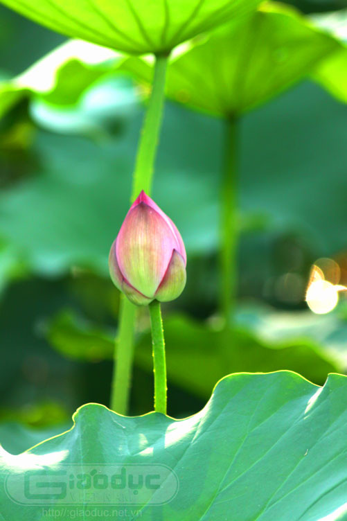 Sen sinh trưởng ở nơi mà ít loài thực vật nào sinh sống... Xem thêm Hình ảnh Việt Nam Sen sinh trưởng ở nơi mà ít loài thực vật nào sinh sống... Xem thêm Hình ảnh Việt Nam