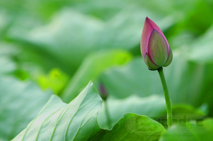 Tháng 5 về, hoa sen lại bắt đầu trổ bông khoe sắc, tỏa hương với sự thanh tao của người Tràng an của đất Kinh kỳ văn hiến. Xem thêm Hình ảnh Việt Nam Tháng 5 về, hoa sen lại bắt đầu trổ bông khoe sắc, tỏa hương với sự thanh tao của người Tràng an của đất Kinh kỳ văn hiến. Xem thêm Hình ảnh Việt Nam