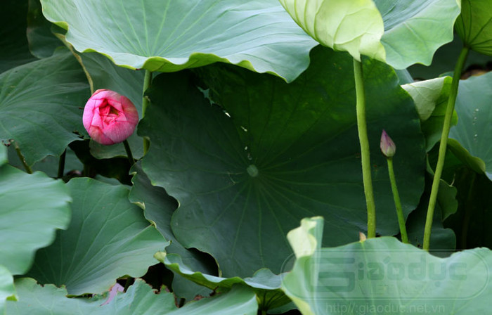 Những nụ sen đang chúm chím bung đài, đưa hạt - loài hoa duy nhất khi hoa nở đã có hạt. (nếu bình thường, các loài hoa sau khi hoa nở mới kết quả) Xem thêm Hình ảnh Việt Nam Những nụ sen đang chúm chím bung đài, đưa hạt - loài hoa duy nhất khi hoa nở đã có hạt. (nếu bình thường, các loài hoa sau khi hoa nở mới kết quả) Xem thêm Hình ảnh Việt Nam