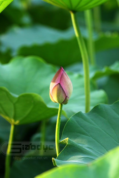 Hoa sen thường được dùng để ướp trà vào mỗi buổi sáng tinh mơ khi những bông sen bung cánh. Những cánh trà được ủ trong nó 24 giờ đủ để thấm cái vị đầy thanh khiết của đất trời rồi mới được lấy ra pha trà bằng những giọt sương sớm cũng mang đầy sự tinh khiết. Xem thêm Hình ảnh Việt Nam Hoa sen thường được dùng để ướp trà vào mỗi buổi sáng tinh mơ khi những bông sen bung cánh. Những cánh trà được ủ trong nó 24 giờ đủ để thấm cái vị đầy thanh khiết của đất trời rồi mới được lấy ra pha trà bằng những giọt sương sớm cũng mang đầy sự tinh khiết. Xem thêm Hình ảnh Việt Nam