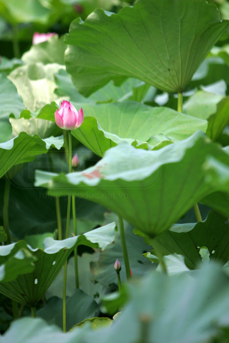 ... bởi thế cho nên, sen mang trong mình sự tinh khiết, thanh tịnh và cũng vì lẽ đó mà phật giáo chọn hoa sen làm đài ngự. Xem thêm Hình ảnh Việt Nam ... bởi thế cho nên, sen mang trong mình sự tinh khiết, thanh tịnh và cũng vì lẽ đó mà phật giáo chọn hoa sen làm đài ngự. Xem thêm Hình ảnh Việt Nam