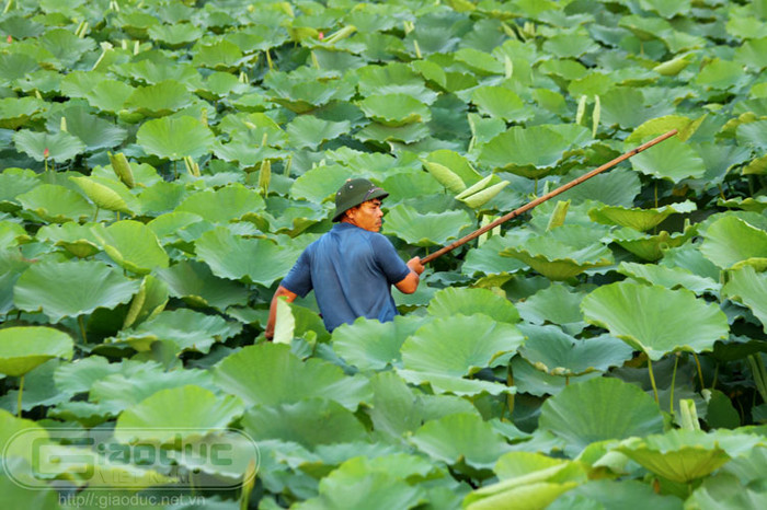 Hoa sen thể hiện cho sức sống mãnh liệt của dân tộc Việt, nó mang đầy ý nghĩa nhân sinh cao quý, của sự giao hòa giữa trời và đất. Xem thêm Hình ảnh Việt Nam Hoa sen thể hiện cho sức sống mãnh liệt của dân tộc Việt, nó mang đầy ý nghĩa nhân sinh cao quý, của sự giao hòa giữa trời và đất. Xem thêm Hình ảnh Việt Nam