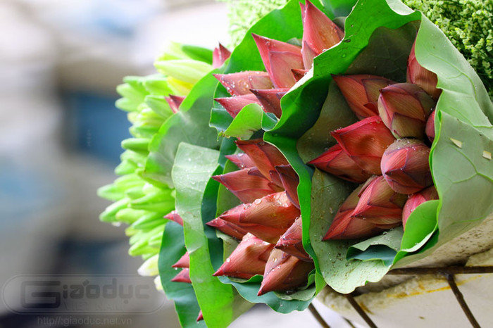 Và mỗi khi tháng 5 về, cái nắng vàng rực rỡ của mùa hè đến thì hoa sen lại tràn ngập khắp phố phường, phục vụ thú chơi đầy tao nhã, thanh tịnh của mỗi người. Xem thêm Hình ảnh Việt Nam Và mỗi khi tháng 5 về, cái nắng vàng rực rỡ của mùa hè đến thì hoa sen lại tràn ngập khắp phố phường, phục vụ thú chơi đầy tao nhã, thanh tịnh của mỗi người. Xem thêm Hình ảnh Việt Nam