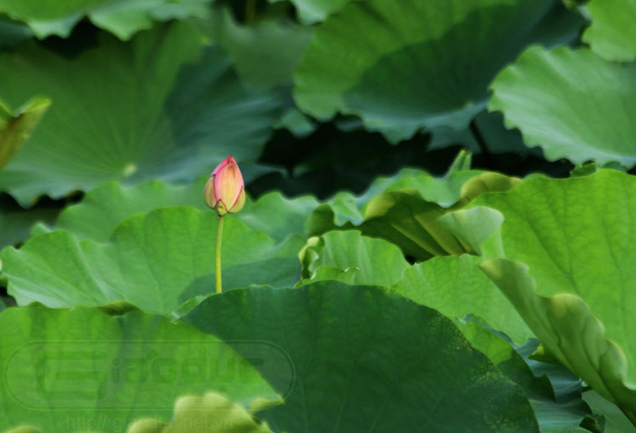 Bởi những ý nghĩa mà hoa sen có, nó đã được đề nghị chọn là Quốc hoa của dân tộc Việt Nam anh hùng. Xem thêm Hình ảnh Việt Nam Bởi những ý nghĩa mà hoa sen có, nó đã được đề nghị chọn là Quốc hoa của dân tộc Việt Nam anh hùng. Xem thêm Hình ảnh Việt Nam