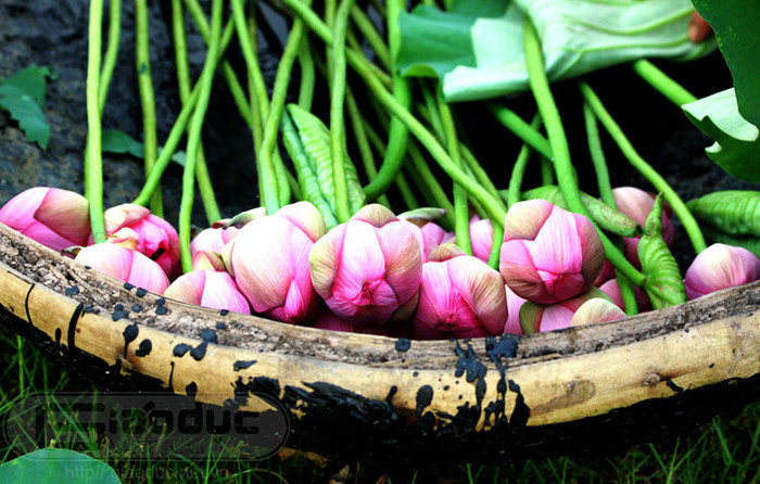 Sen mọc lên từ bùn. Nhưng, từ nơi tối tăm đó, sức sống mãnh liệt đã vươn lên như ý chí của dân tộc Việt, như sự chịu đựng kham khổ và vươn lên như loài tre Việt Nam. Xem thêm Hình ảnh Việt Nam Sen mọc lên từ bùn. Nhưng, từ nơi tối tăm đó, sức sống mãnh liệt đã vươn lên như ý chí của dân tộc Việt, như sự chịu đựng kham khổ và vươn lên như loài tre Việt Nam. Xem thêm Hình ảnh Việt Nam