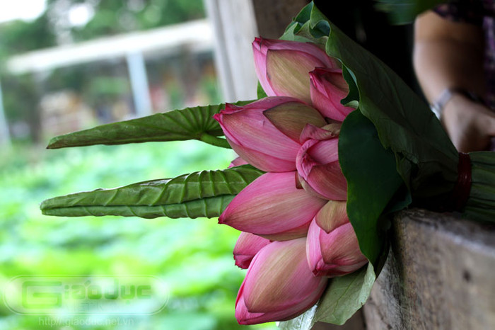 Người ta cũng thường dùng hoa sen để thờ với sự thanh tịnh của cõi tâm, Xem thêm Hình ảnh Việt Nam Người ta cũng thường dùng hoa sen để thờ với sự thanh tịnh của cõi tâm, Xem thêm Hình ảnh Việt Nam