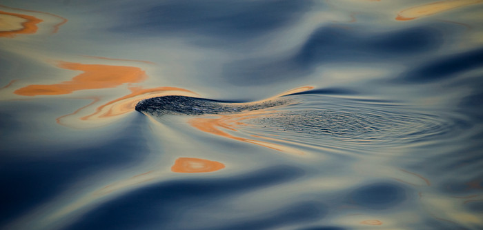 Giai điệu của sóng